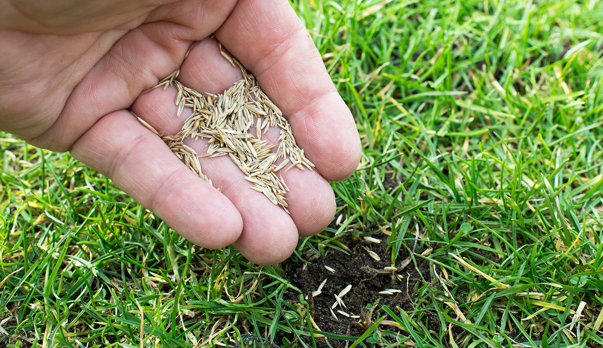 Seeds are added to the lawn